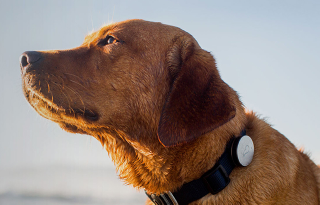 Illustration for article titled If You Have a Dog, You Can't Miss This Gadget Guide for the Spring